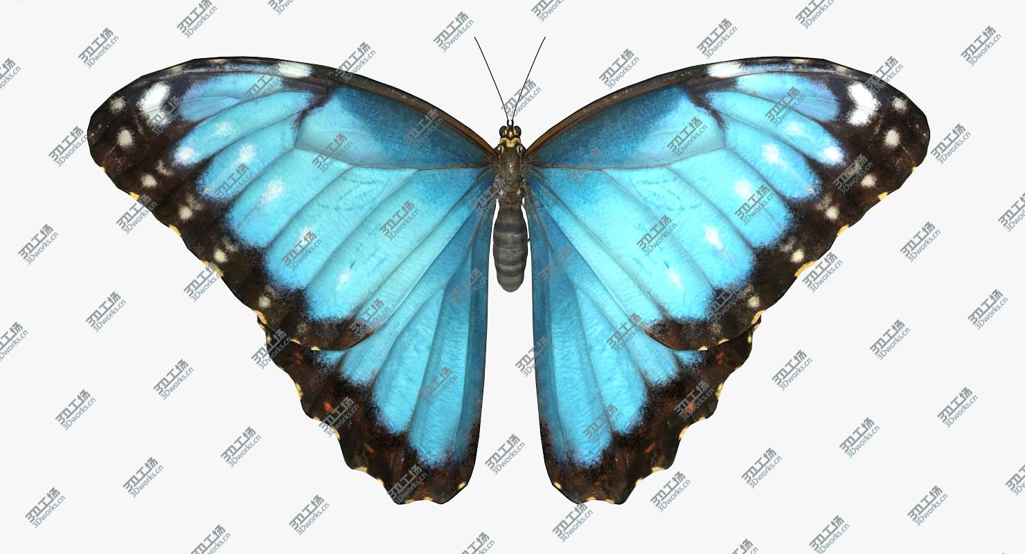 images/goods_img/2021040164/3D Common Morpho Butterfly model/2.jpg